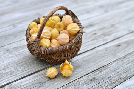 Wicker basket with Ripe fruits of Peruvian physalis in dry calyxes on a grey wooden table.の写真素材