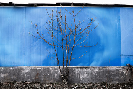 tree with blue wall backgroundの写真素材