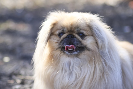A Pekinese dog walks in a sunny afternoon in the parkの写真素材
