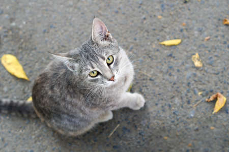 krasivaya seraya koshechka sidit na asfal'te i smotrit vverkh auto_awesome Did you mean: beautiful gray cat sits on the pavement and looks up 56/5000 Translation results beautiful gray kitty sits on the pavement and looks upの写真素材