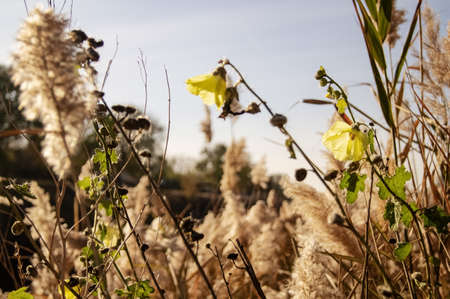 fluffy reeds and yellow wildflowers sway in the wind on a sunny dayの写真素材