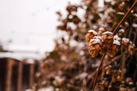 sprinkled with snow, twigs of hops are weaved along the fence