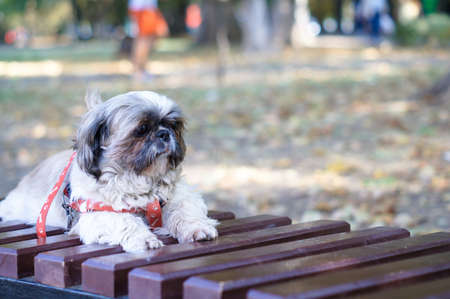 a small, beautiful dog lies on a bench in a spring parkの写真素材