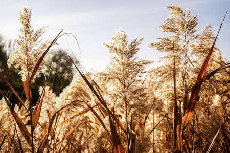 fluffy reeds sway in the wind on a sunny dayの写真素材