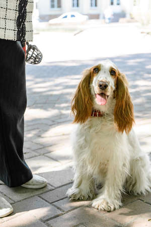 Beautiful, happy white-Red Dog Spaniel sits next to his old mistress.の写真素材