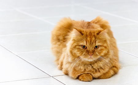 Fluffy Ginger cat with yellow eyes lying on the tile floor. Close up Red cat.の写真素材