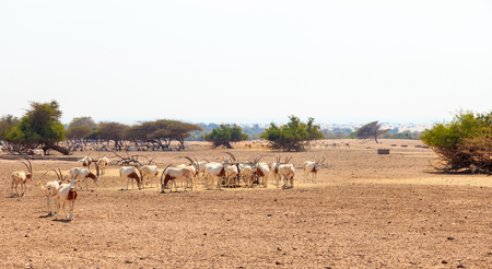Arabian oryx or white oryx (Oryx leucoryx) medium-sized antelope with long, straight horns and tufted tail.の写真素材