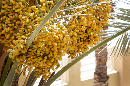 Ripe Dates growing palm tree. Balcony view. Dubai, UAE. Horizontal photo.の写真素材