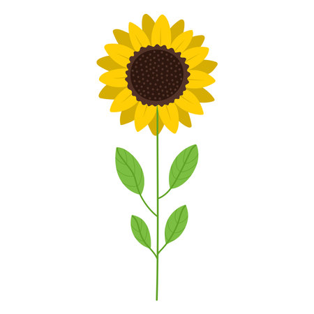 Sunflower plant with green leaves in cartoon styleのイラスト素材