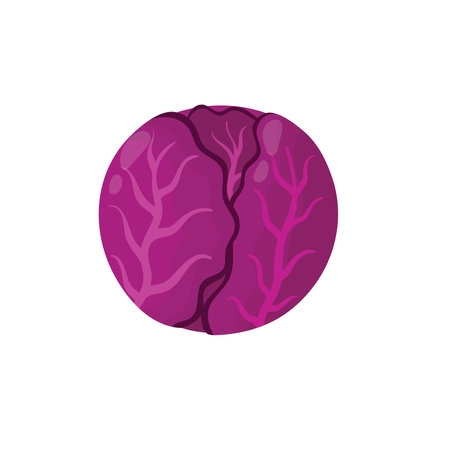 Fresh red cabbage in cartoon style isolated element. Healthy food printのイラスト素材