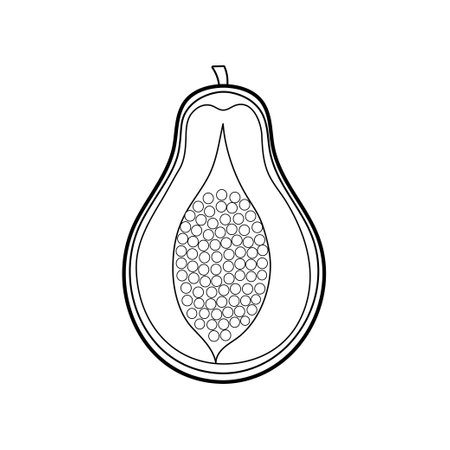 Black and white papaya isolated on white background. Linear tropical fruit for coloring book. Vector illustrationのイラスト素材