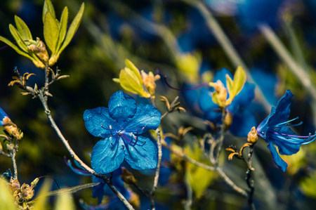 Ledum. the entire hive is littered with flowers of bright blue color. very beautiful flowerの写真素材