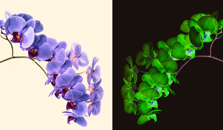 orchids on isolated background. beautiful flower branches orchids on white backgroundの写真素材