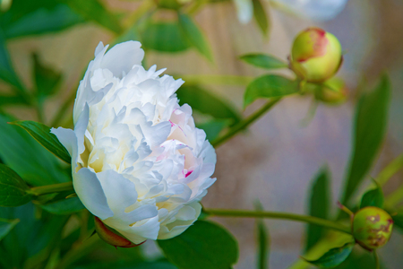 large, white peonies, many petals and juicy flower. in the bushの写真素材