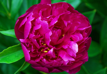 large purple peony, many petals and juicy flower. in the bushの写真素材
