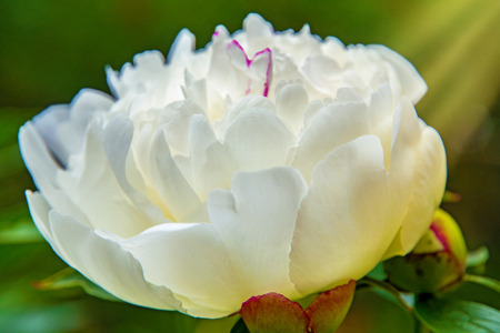 large, white peonies, many petals and juicy flower. in the bushの写真素材