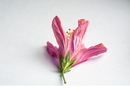 bright fading flower, curled leaves, large Stamen, on a white background. isolated flowerの写真素材