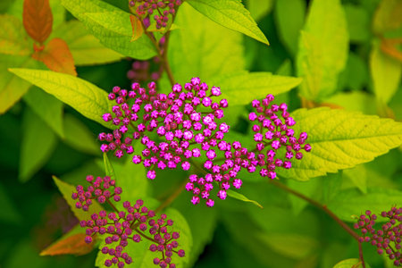 bright pink flowers on green leaves, petals are decorated with white dots. in the Park.