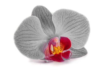 orchids on isolated background. beautiful flower branches orchids on white backgroundの写真素材