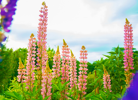 bright pink and purple Lupine, flower with many petals in the Parkの写真素材