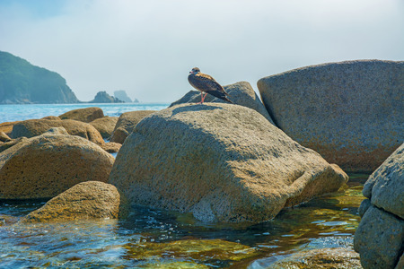 near the beach, on the rocks sitting bird, beautiful sea bird poses at the seaside. Blue Skyの写真素材