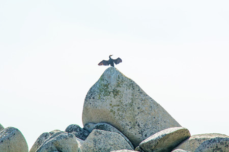 near the beach, on the rocks sitting bird, beautiful sea bird poses at the seaside. Blue Skyの写真素材