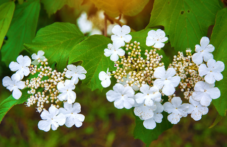 white flowers, inflorescences of white Viburnum flowers on the tree, Viburnum. in the gardenの写真素材