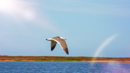 high blue sky flying white seagulls hovering over the sea. on a sunny dayの写真素材