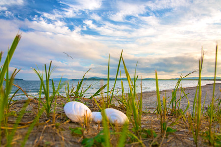 seashells on the beach, lit up by the Sun. Many shells on the white sand. close to the sea and the wavesの写真素材
