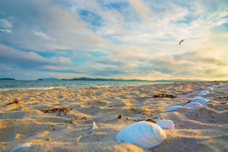 seashells on the beach, lit up by the Sun. Many shells on the white sand. close to the sea and the...