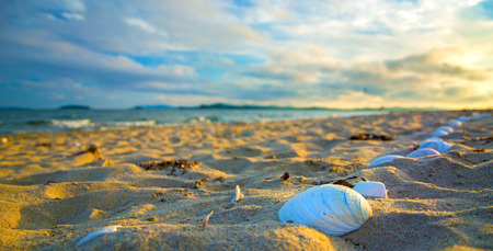 seashells on the beach, lit up by the Sun. Many shells on the white sand. close to the sea and the wavesの写真素材