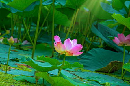 large lotus flowers. bright pink buds of lotus flower floating in the lake. close-upの写真素材