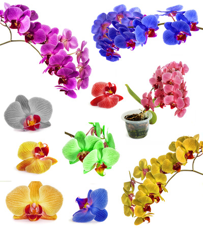 many different orchids isolate in one page. flowersの写真素材