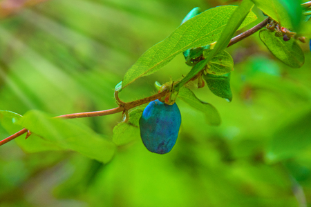 ripe, dark blue Honeysuckle grows on a Bush all in green leaves. and the rays of sunlightの写真素材