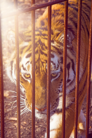 the Amur tiger is looking at us through the bars. Safari Parkの写真素材
