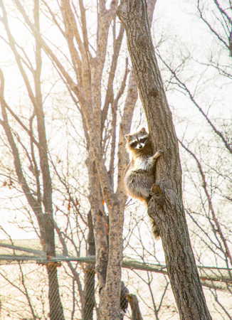 fluffy raccoon sits high up on a tree and watching. in natureの写真素材