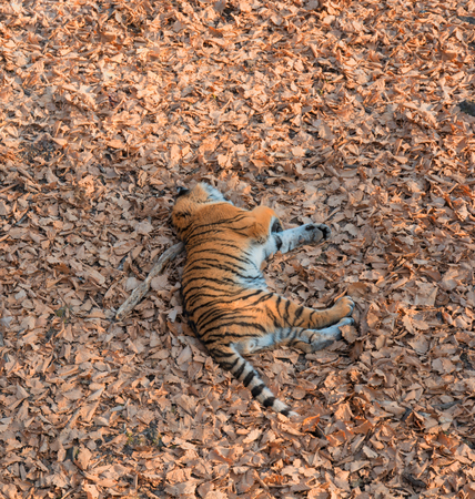 Tigress lying on the ground, resting. Russia. the Amur tiger. Taigaの写真素材
