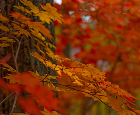 autumn forest, all the foliage is painted with golden color in the middle of the forest road. sunny...