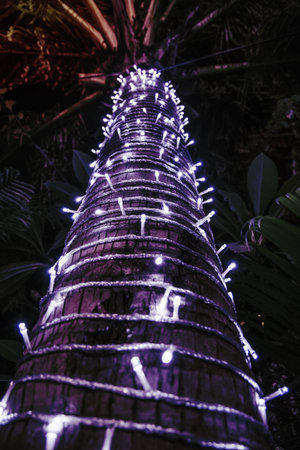 Palm tree decorated with Garland, Christmas tree lots of lights in the night. tropics,