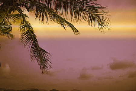 Palm trees in the tropics, on a background of dark sky. big beautiful palm trees against the sky. Asiaの写真素材