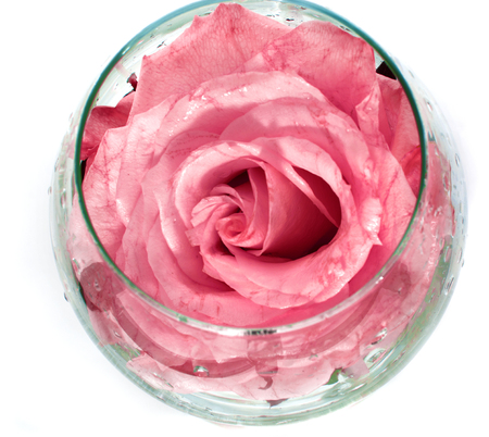one rose in a glass on a white background, isolateの写真素材