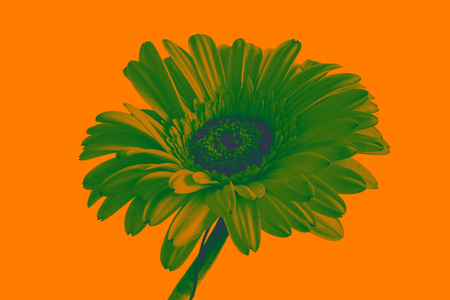 big beautiful flowers of Gerbera, Gerbera flowers isolates. white background. Gerbera flowers without backgroundの写真素材