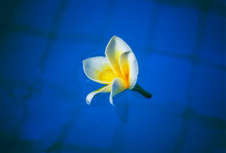 beautiful tropical flowers float on the surface of the water, bright expressive flower in the tropics. Asiaの写真素材