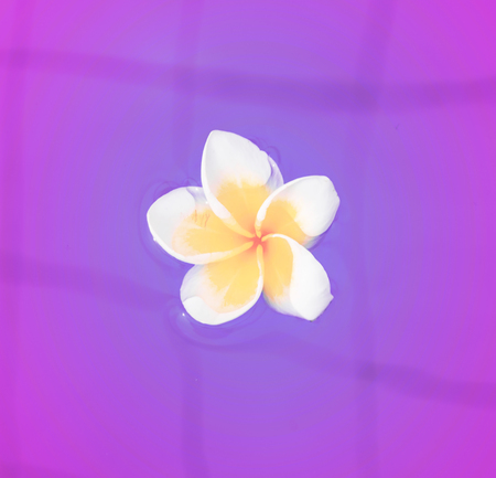 beautiful tropical flowers float on the surface of the water, bright expressive flower in the tropics. Asiaの写真素材