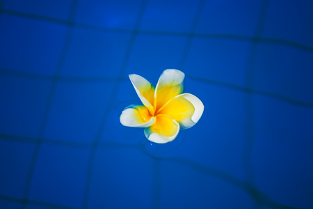 beautiful tropical flowers float on the surface of the water, bright expressive flower in the tropics. Asiaの写真素材