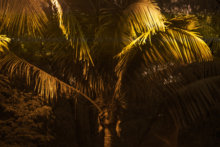 tall skyscrapers and beautiful palms, night city in the tropics, the combination of nature and architecture. Asiaの写真素材