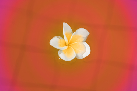 beautiful tropical flowers float on the surface of the water, bright expressive flower in the tropics. Asiaの写真素材