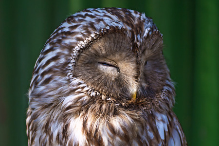 big beautiful owl sitting on a branch. unblinking eyes. in natureの写真素材