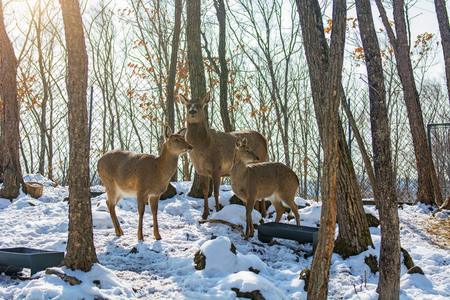 beautiful deer stand family in a snowy forest, a family of deer and fawns, winterの写真素材