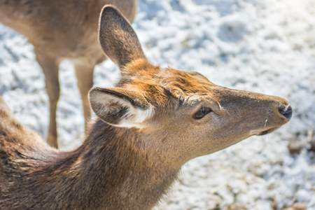 beautiful deer on snow land, young high deer looks at us. Taigaの写真素材